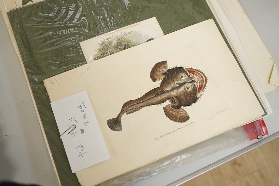 A collection of 18th / 19th century and later botanical and natural history interest prints and engravings to include four engravings of fish, published F P Nodder, 1799 / 1800, an extensive set of beetles and three 19th